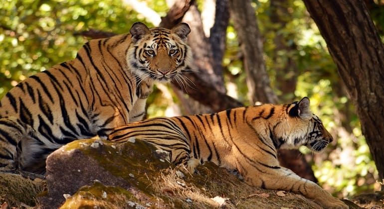 Jim Corbett Tiger Reserve